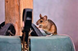 4 Effective methods against rats and mice