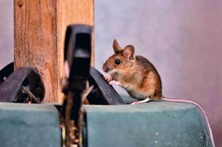 Ratten en muizen vangen en verwijderen met professionele methoden.
